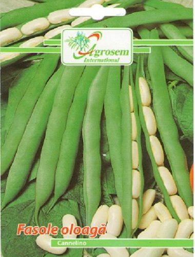 Seminte legume - fasole oloaga Cannelino