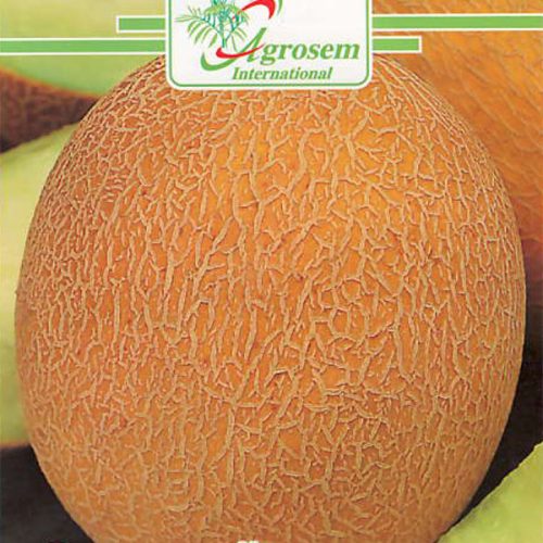 Seminte legume - Pepene Galben Ananas D'amerique